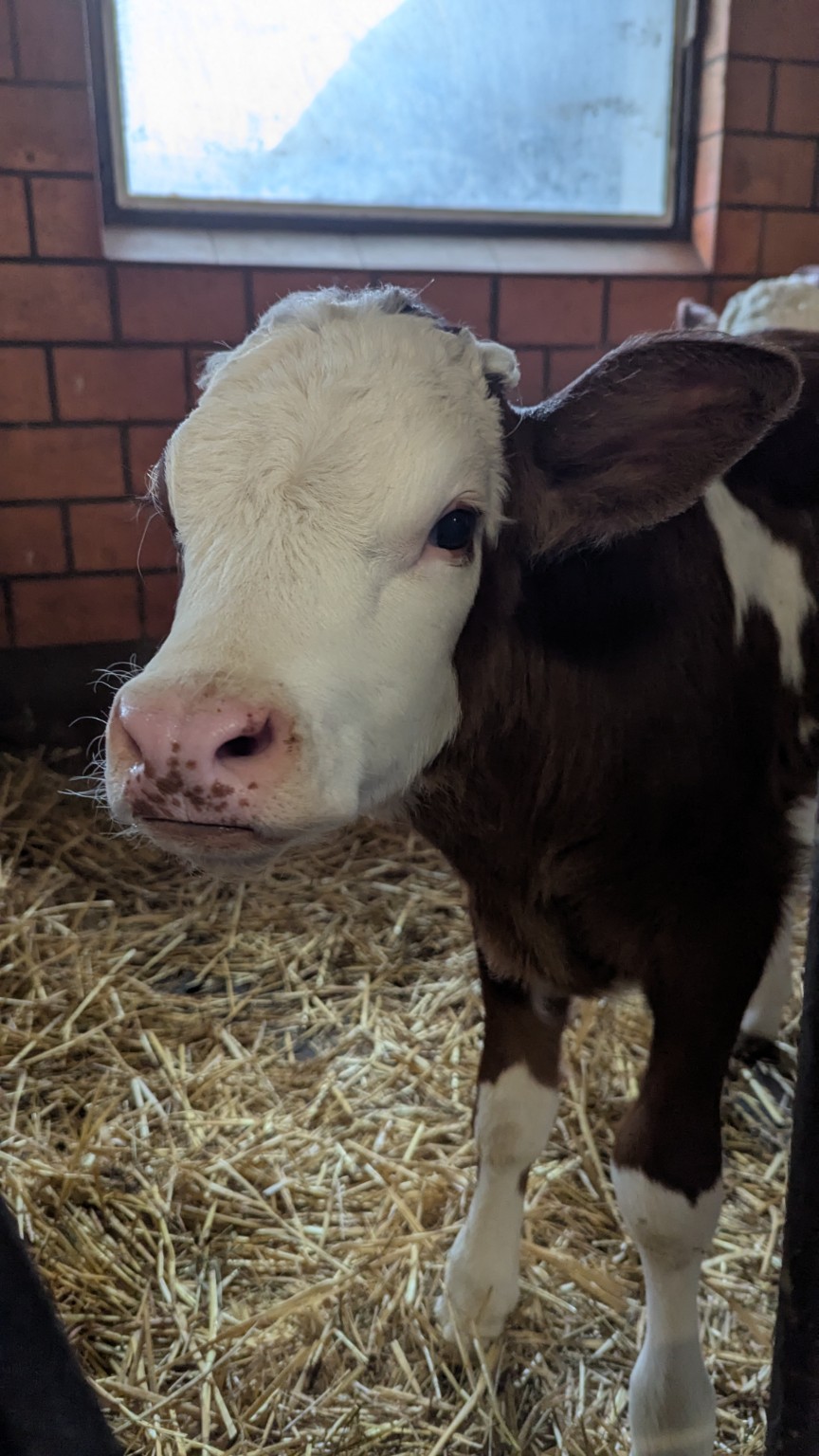 Simuh als junges Kalb