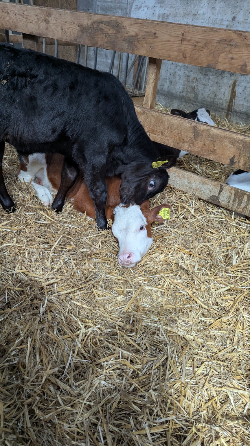 Simuh liegt im Stroh