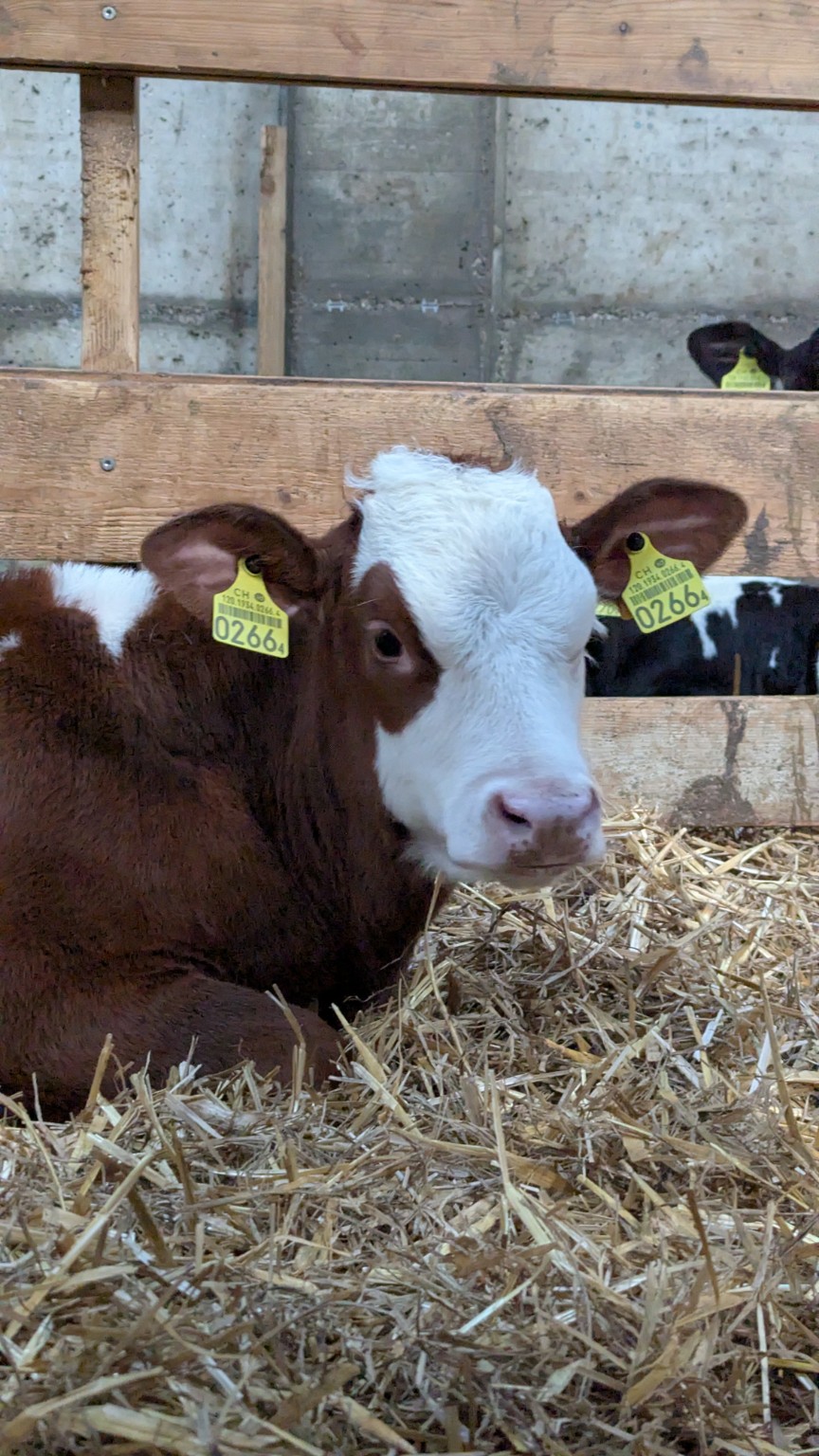 Simuh als Kalb im Stall