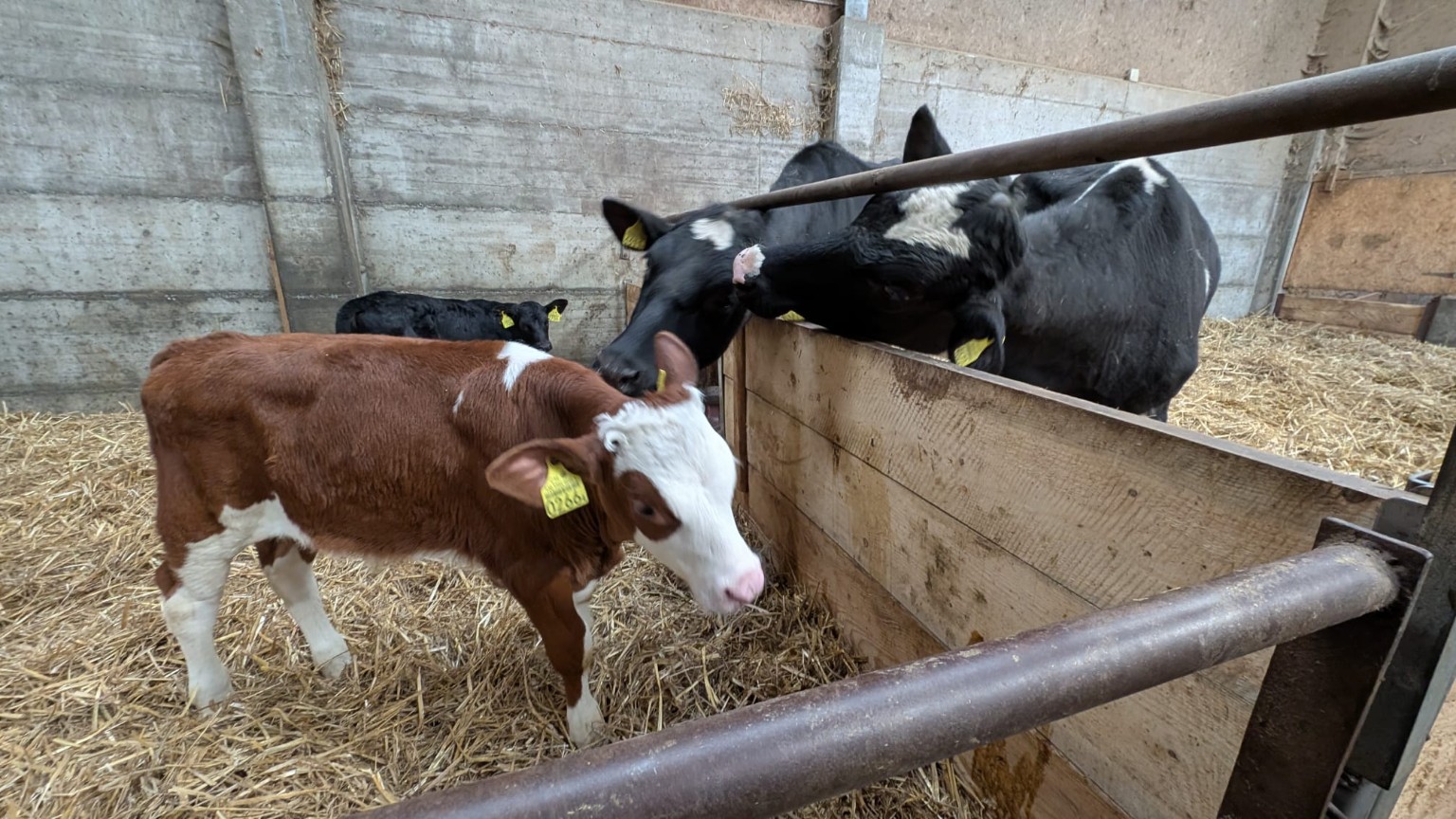 Simuh zwischen anderen Jungtieren im Stall